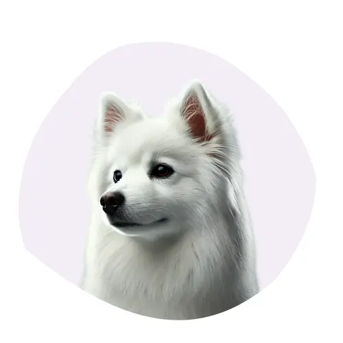 Chien esquimau américain